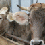 В Костромской области приняты важные решения по государственной поддержке фермеров и развитию сельской кооперации - Газета Галичские известия