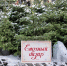 В преддверии новогодних праздников в Галиче с 21.12.2025 г. по 30.12.2025 г. будет работать ярмарка по продаже елок - Город Галич