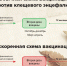 О вакцинации от клещевого энцефалита - Город Галич